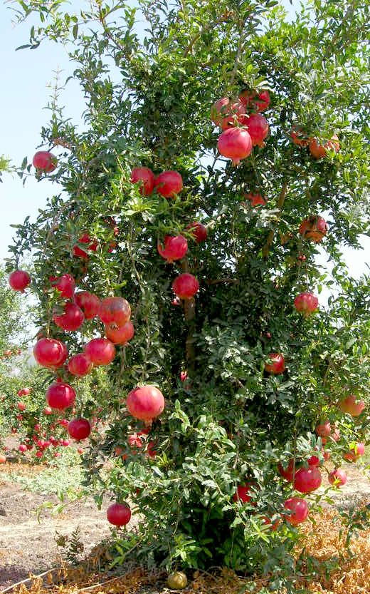 DEVE DİŞİ TATLI NAR FİDANI
